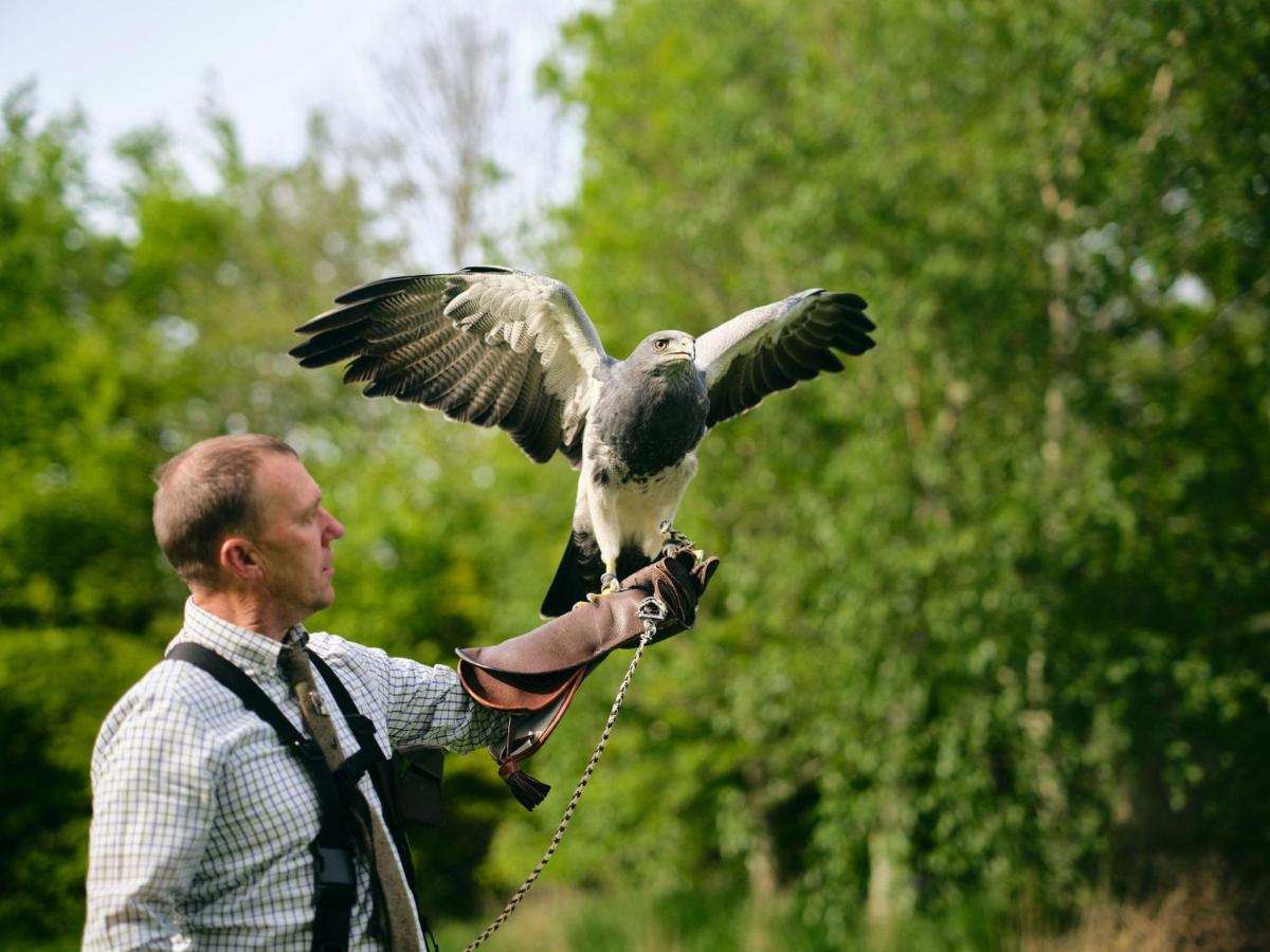 Lyrath Estate Hotel Kilkenny Exterior photo A hooded crow being falconry trained