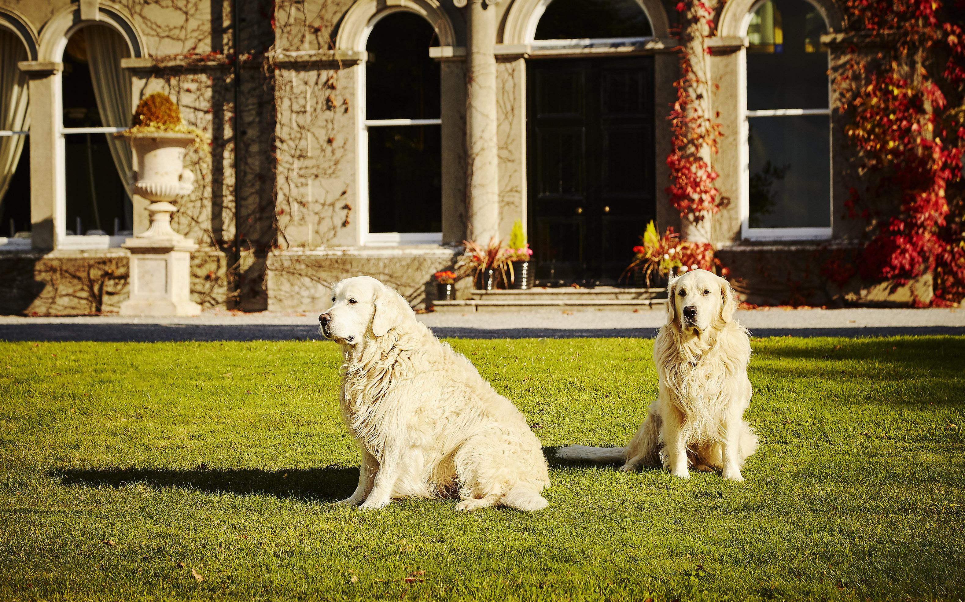 Lyrath Estate Hotel Kilkenny Exterior photo Two adult Golden Retrievers